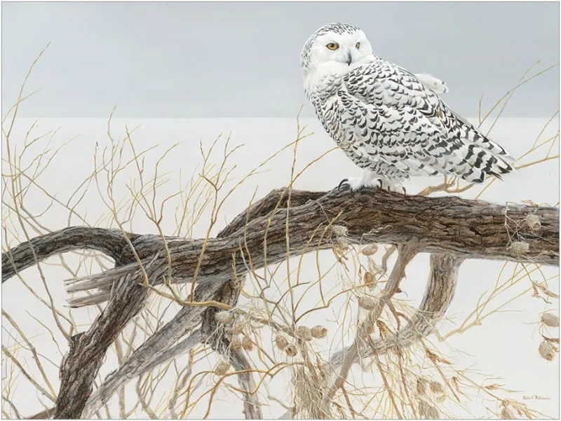 Pièces XXL - Fallen Willow Snowy Owl Pièces XXL - Fallen Willow Snowy Owl