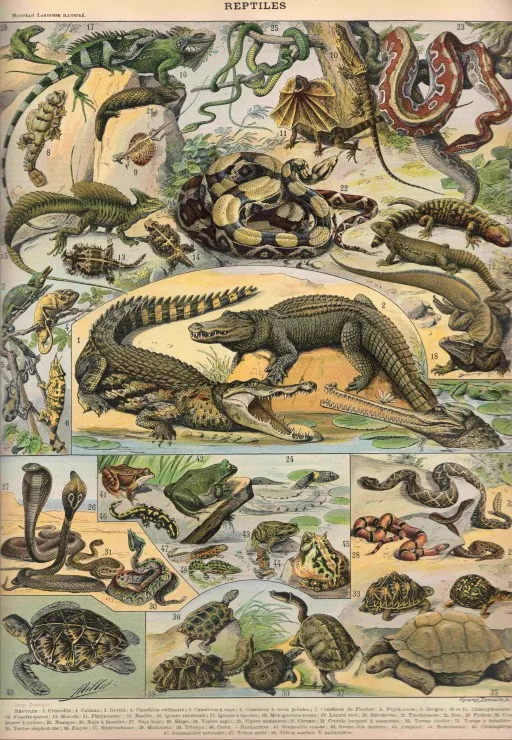 Illustration du Nouveau Larousse Illustré : Reptiles, 1897-1904 Illustration du Nouveau Larousse Illustré : Reptiles, 1897-1904