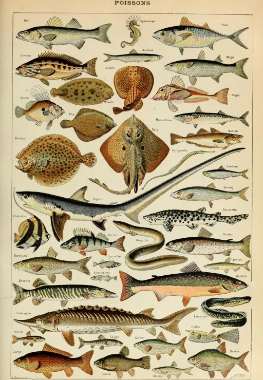 Illustration du Larousse pour Tous : Poissons, XIXè Siècle