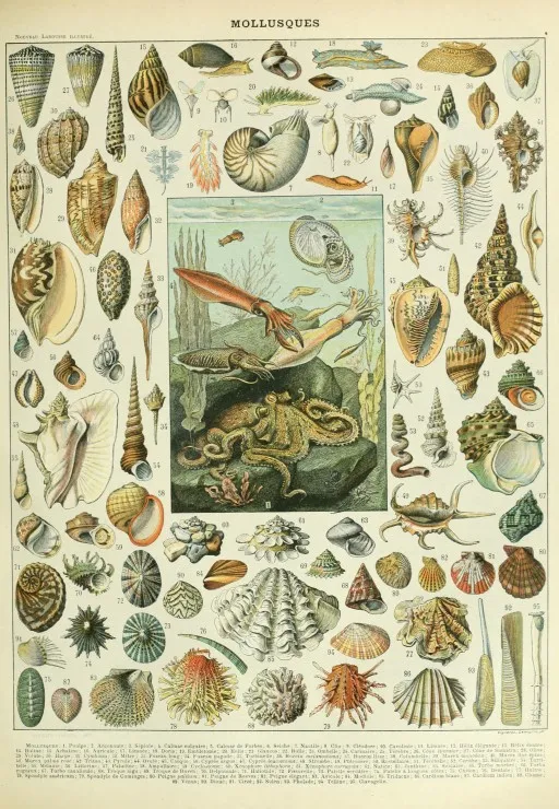 Illustration du Nouveau Larousse Illustré : Mollusques, XIXè Siècle