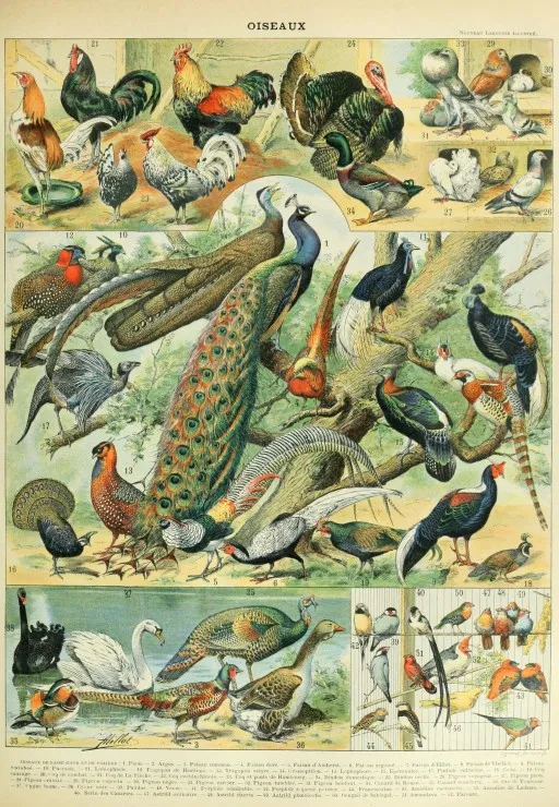 Illustration du Nouveau Larousse Illustré : Oiseaux, XIXè Siècle Illustration du Nouveau Larousse Illustré : Oiseaux, XIXè Siècle