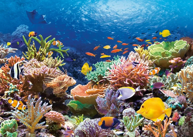 Récif de Corail Récif de Corail