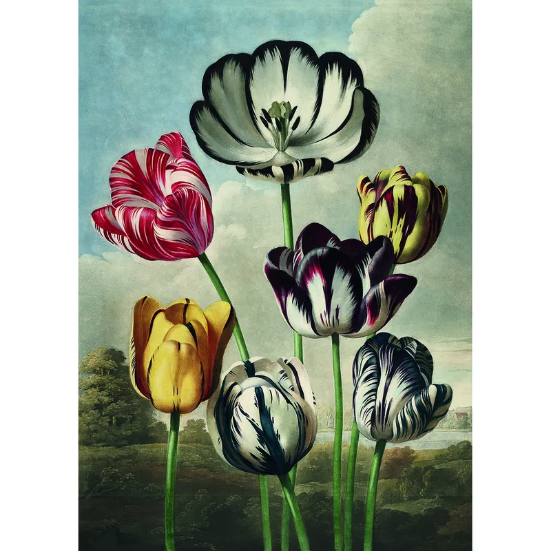 Tulipes