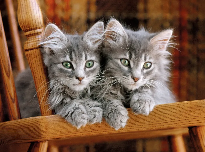 Chatons Gris sur la Chaise Chatons Gris sur la Chaise