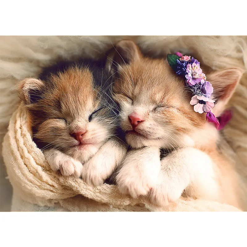Chatons Chatons