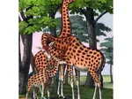 Girafes Girafes